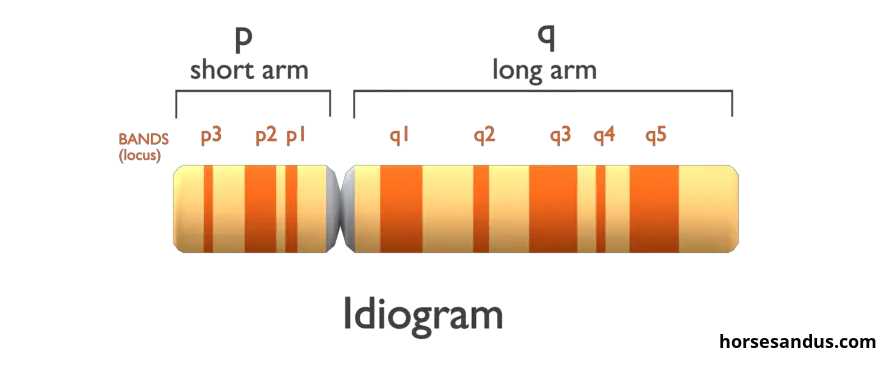 Basics of horse colour genetics. Iidiogram of equine chromosome