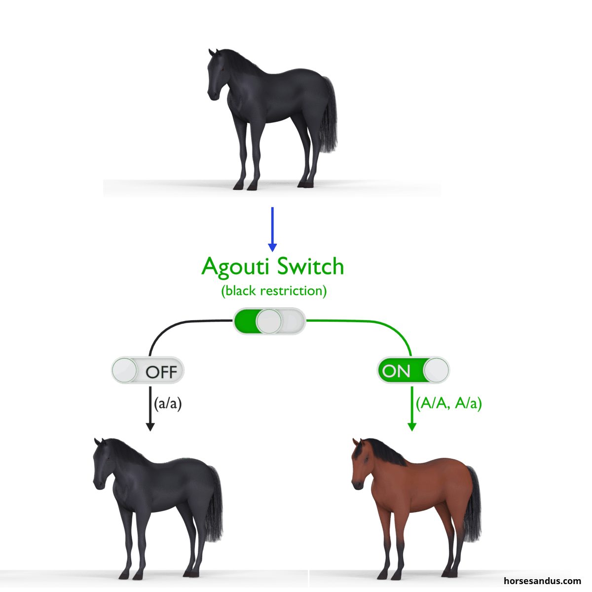The 3 base horse colours. Equine Agouti gene horse
