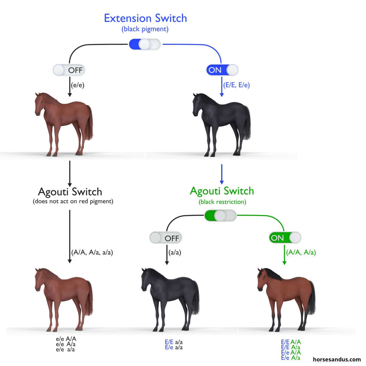 The 3 base horse colours. Equine Extension and Agouti genes