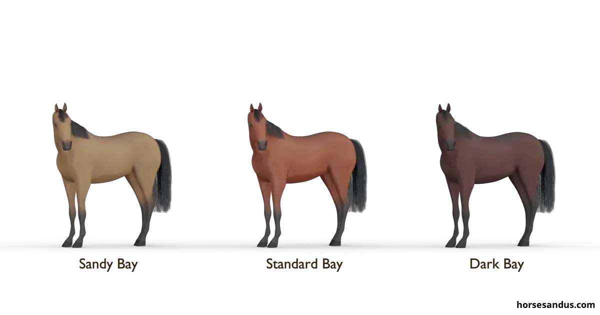 The 3 base horse colours. Shades of bay horses. Sandy bay, standard bay, dark bay