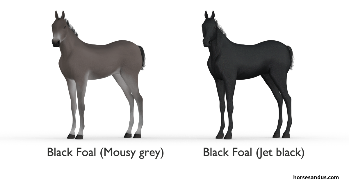 black foal coat colour. Mousy grey versus jet black