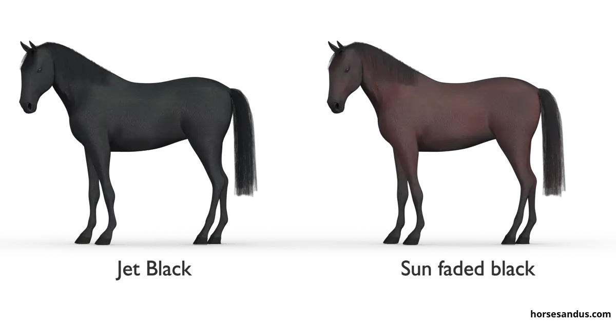 Jet black horse versus Sun faded black horse