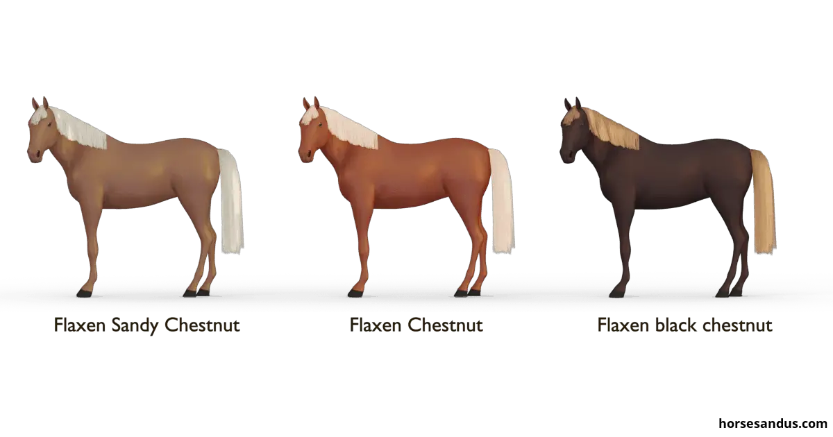 The 3 Base Horse Coat Colors Complete Guide
