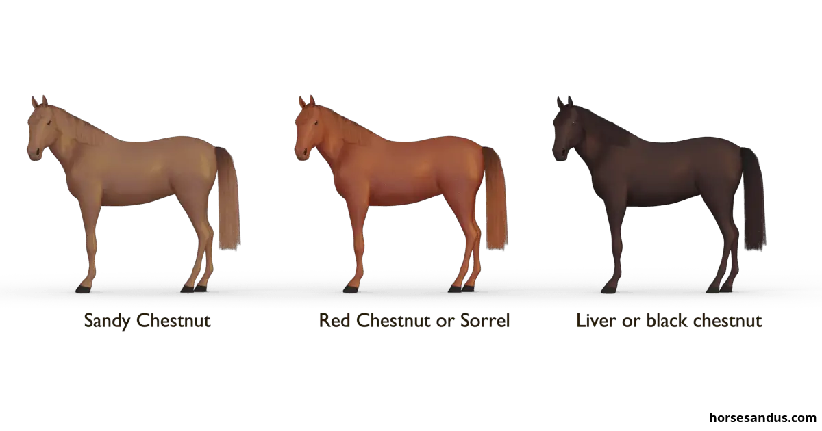 The 3 base horse colours. Horse colour chestnut shades
