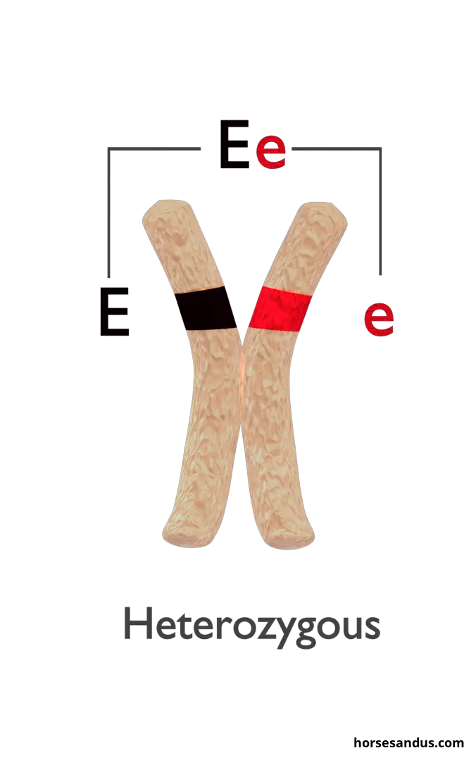 Basics of horse color genetics. Heterozygous equine chromosome. Color genes