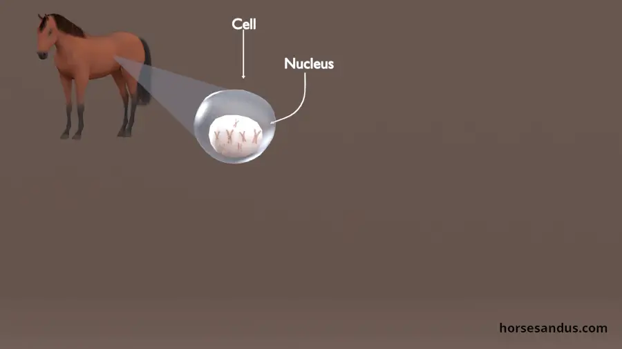 horse color genetics. Horse cell nucleous. colour genes