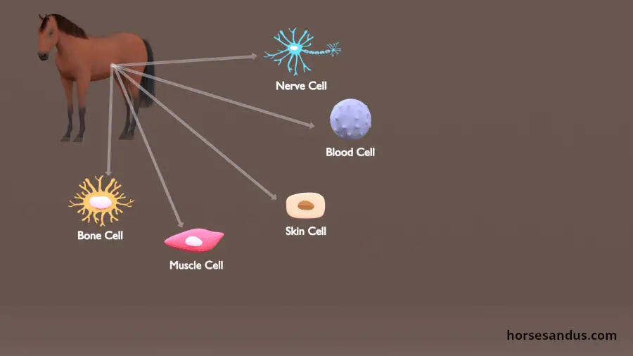 Basics of horse colour genetics. Equine cells genetics