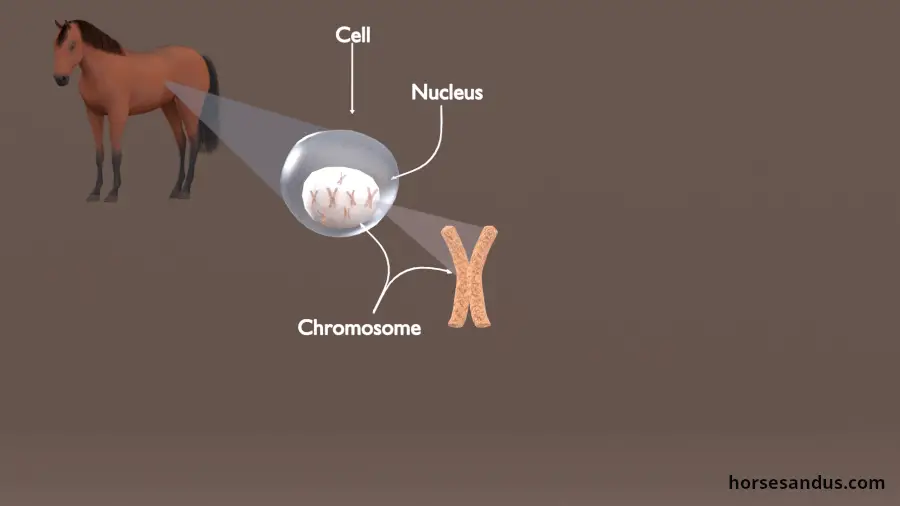 Basics of horse colour genetics. Equine chromosome