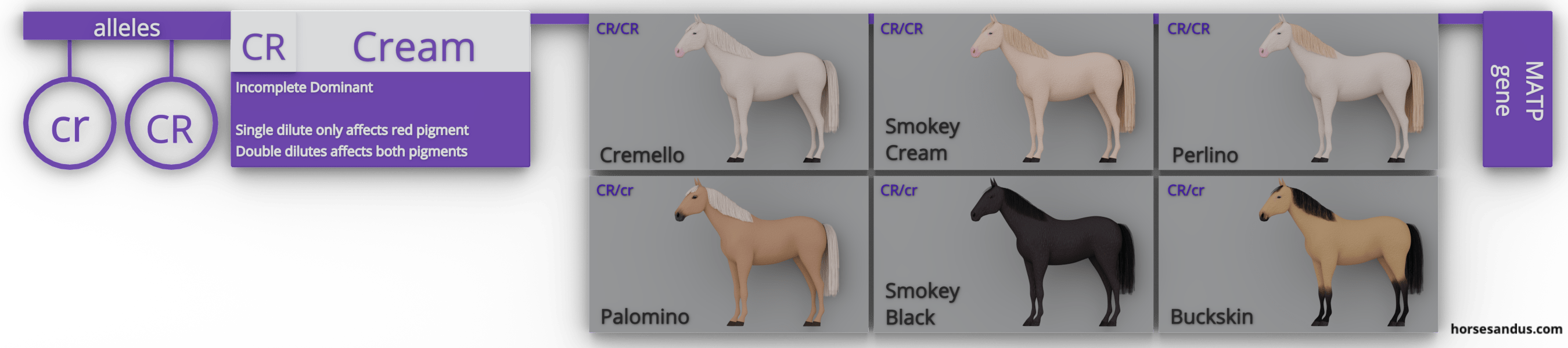 equine cream gene