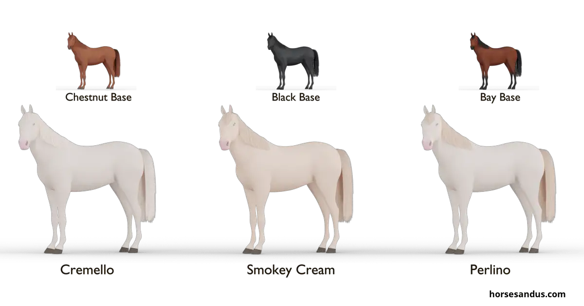 Equine Cream gene - double dilutes. Cremello, Perlino. Smokey Cream