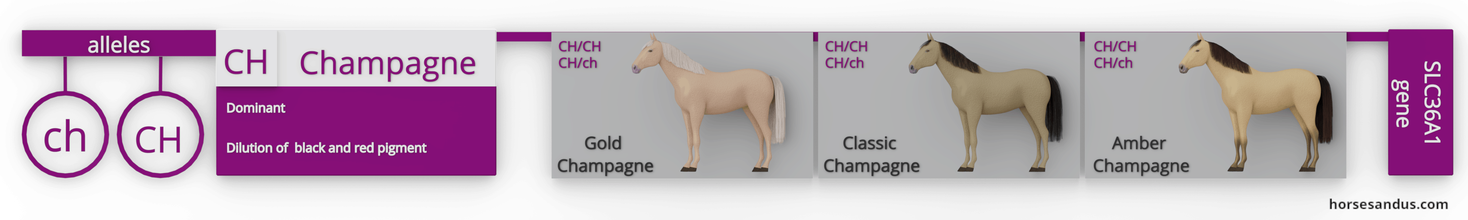 equine champagne gene