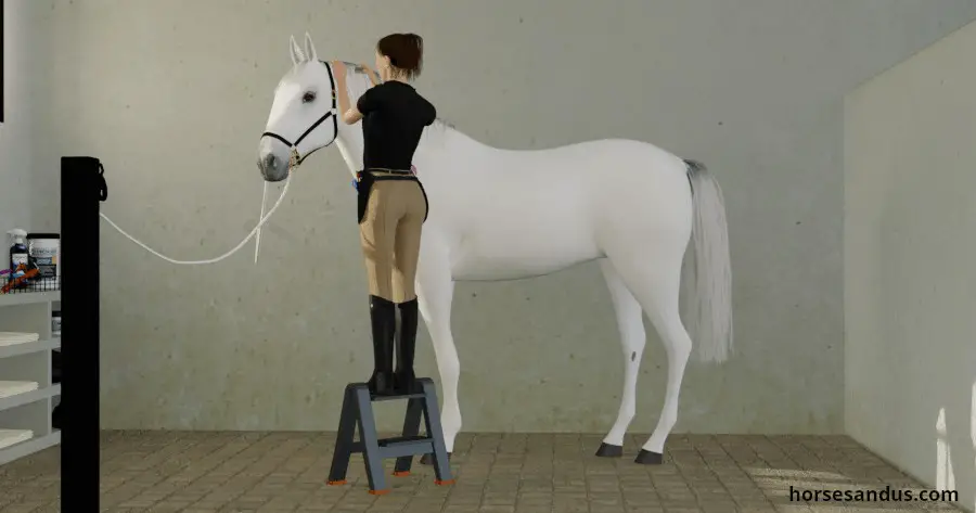 step ladder used for horse braiding