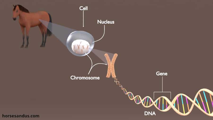 basics of horse color genetics explained with pictures